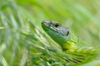 34503 Lacerta bilineata (Ramarro occidentale, maschio)